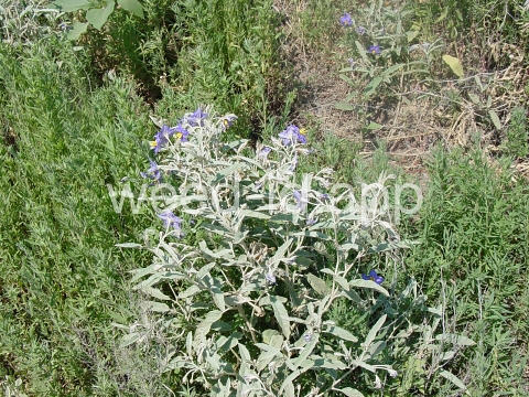 nightshade, silverleaf